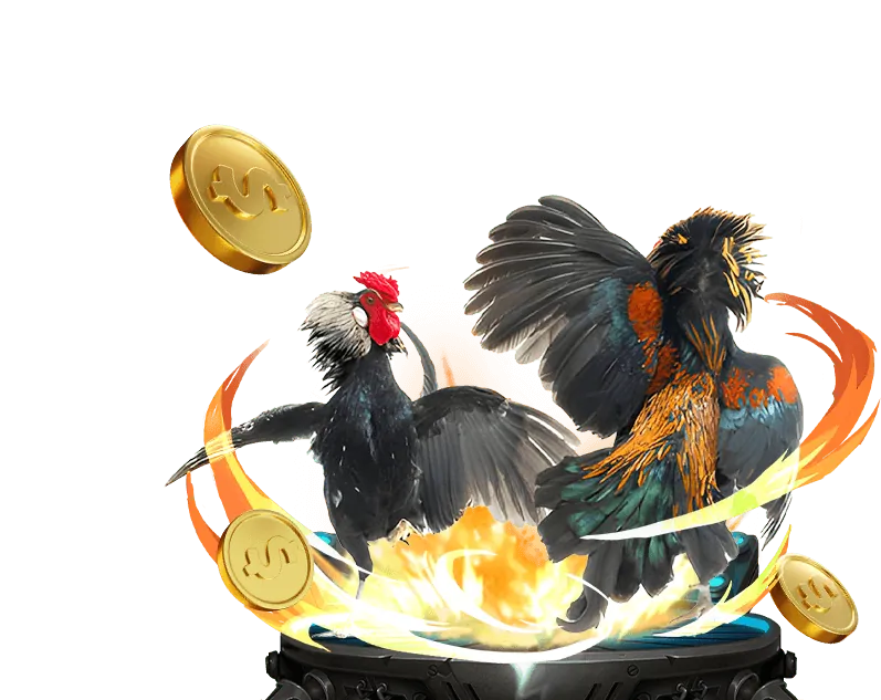 Chơi đá gà có trách nhiệm